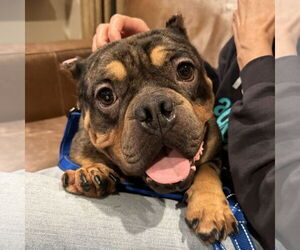 Bulldog-Unknown Mix Dogs for adoption in San Jose, CA, USA