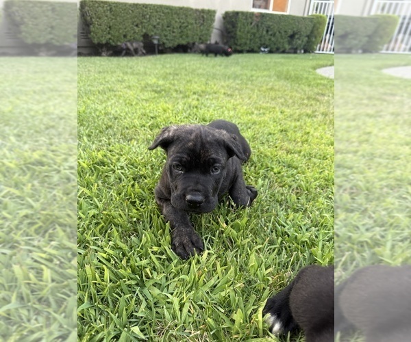 Medium Photo #1 Cane Corso Puppy For Sale in LIVERMORE, CA, USA