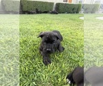 Puppy Lime Green Cane Corso