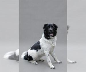 Mutt Dogs for adoption in Belleville, IL, USA