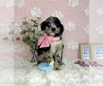 Small #3 Bernedoodle (Miniature)