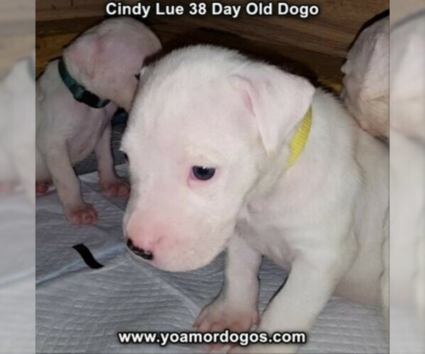 Medium Photo #77 Dogo Argentino Puppy For Sale in PINEVILLE, MO, USA