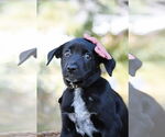 Small #2 Mutt