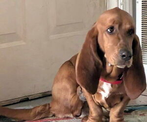 Basset Hound Dogs for adoption in Deepwater, NJ, USA