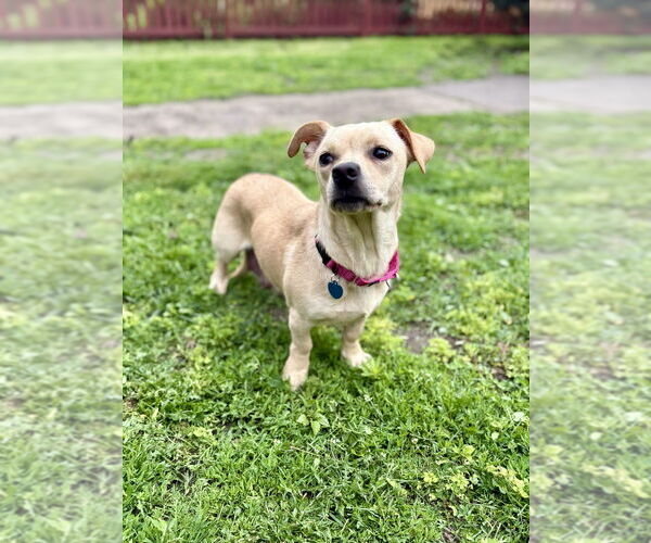 Medium Photo #5 Dachshund-Unknown Mix Puppy For Sale in Plymouth, MN, USA