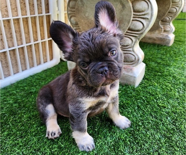Medium Photo #4 French Bulldog Puppy For Sale in LAS VEGAS, NV, USA