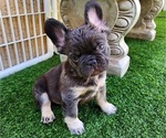 Small #3 French Bulldog