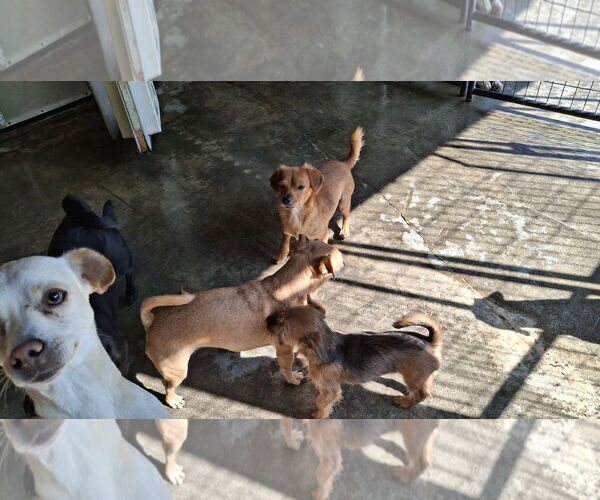 Medium Photo #2 Chihuahua Puppy For Sale in Sebec, ME, USA
