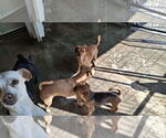 Small #1 Chihuahua
