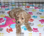 Small Photo #10 Cocker Spaniel-Poodle (Miniature) Mix Puppy For Sale in ORO VALLEY, AZ, USA
