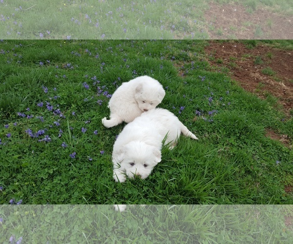 Medium Photo #1 Great Pyrenees Puppy For Sale in ROCKVILLE, MD, USA