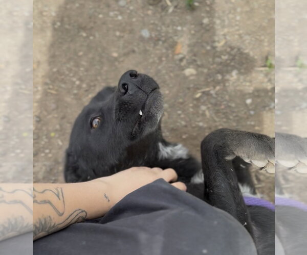 Medium Photo #5 Border Collie-Unknown Mix Puppy For Sale in Las Vegas, NM, USA