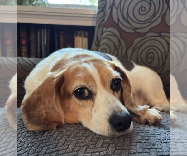 Medium Photo #3 Beagle Puppy For Sale in Dunnellon, FL, USA