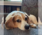 Small #2 Beagle