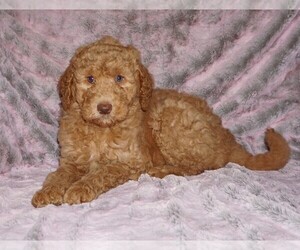 Labradoodle mix (+ Poodle Standard) Puppy for sale in LA HABRA, CA, USA
