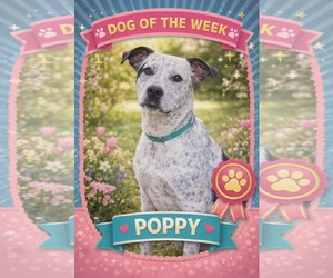 Mutt Dogs for adoption in Bardstown, KY, USA