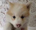 Small Photo #5 Pomsky Puppy For Sale in ORANGE PARK, FL, USA