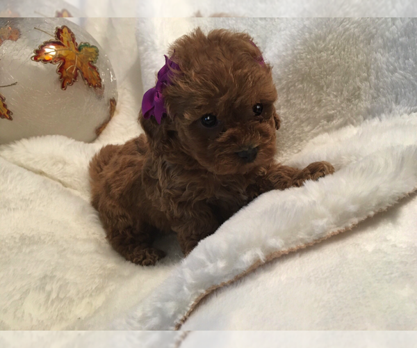 Full screen Photo #3 Poodle (Toy) Puppy For Sale in SAFFORD, AZ, USA