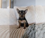 Small #4 Yorkshire Terrier