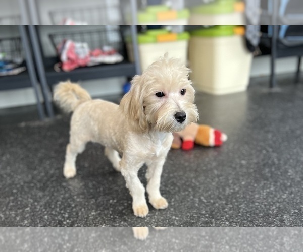 Medium Photo #10 Maltipoo Puppy For Sale in WARSAW, IN, USA