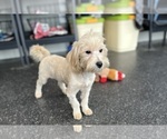 Small #9 Maltipoo