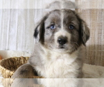 Puppy 3 Aussie-Poo-Bernese Mountain Dog Mix