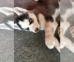 Small Photo #5 Siberian Husky Puppy For Sale in DANBY, VT, USA