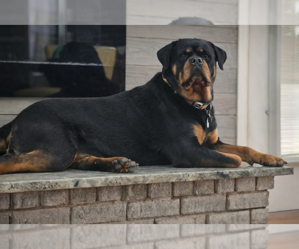 Medium Photo #1 Rottweiler Puppy For Sale in O FALLON, MO, USA