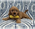 Small Photo #4 Cavapoo Puppy For Sale in LAKELAND, FL, USA
