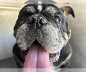 Bulldog Dogs for adoption in Rancho Cucamonga, CA, USA
