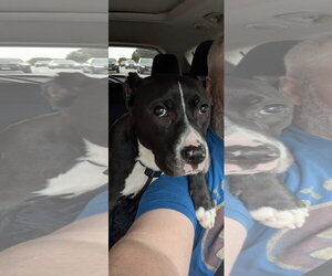 Roxy - Female American Pit Bull Terrier-Staffordshire Bull Terrier Mix Dog for Adoption - Photo #2