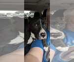 Small Photo #2 American Pit Bull Terrier-Staffordshire Bull Terrier Mix Puppy For Sale in Alexander, AR, USA