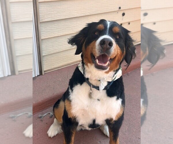 Medium Photo #1 Bernedoodle (Miniature) Puppy For Sale in HENDERSON, CO, USA