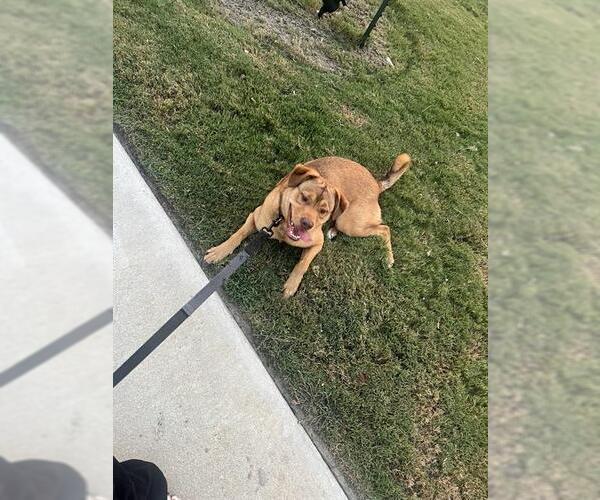 Medium Photo #1 Labrador Retriever-Unknown Mix Puppy For Sale in San Antonio, TX, USA