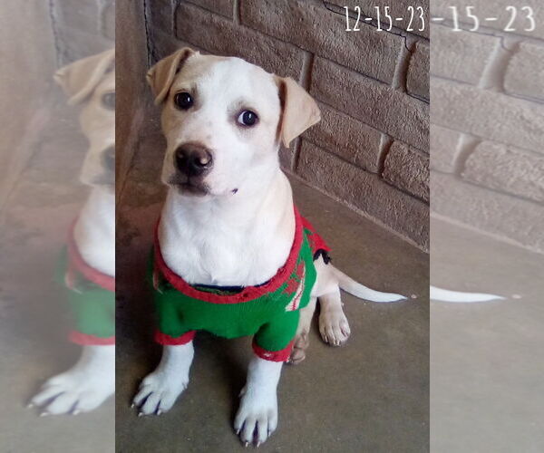 Medium Photo #25 Labrador Retriever-Unknown Mix Puppy For Sale in Apple Valley, CA, USA