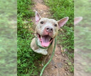 American Pit Bull Terrier Dogs for adoption in Charlotte, NC, USA