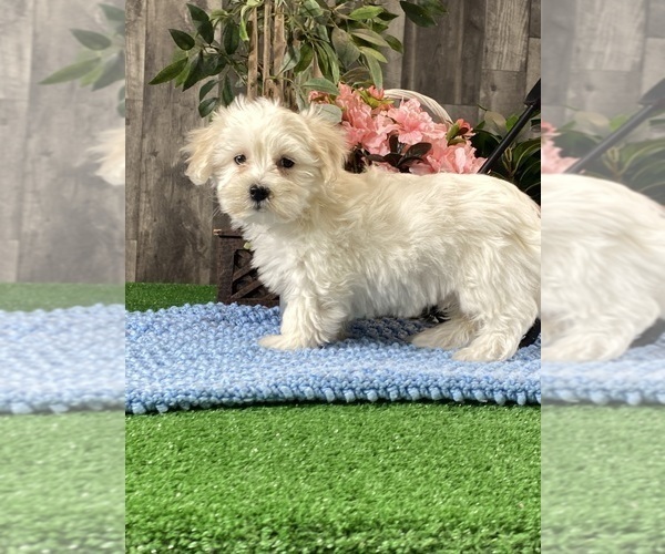 Medium Photo #3 Coton de Tulear Puppy For Sale in CANOGA, NY, USA