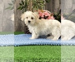 Small #2 Coton de Tulear
