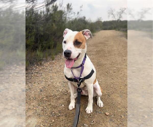 Medium Photo #2 Mutt Puppy For Sale in Chula Vista, CA, USA