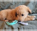Small Photo #10 Goberian Puppy For Sale in APPLE VALLEY, CA, USA
