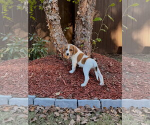 Anatolian Shepherd-Unknown Mix Dogs for adoption in Holly Springs, NC, USA