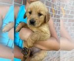 Puppy Puppy 4 Golden Retriever