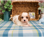 Small #11 Cavalier King Charles Spaniel