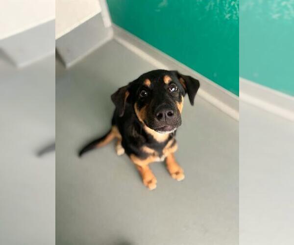 Medium Photo #1 German Shepherd Dog-Unknown Mix Puppy For Sale in Visalia, CA, USA