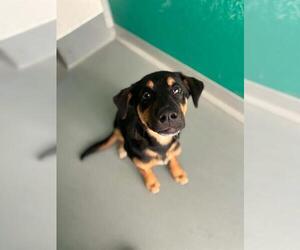 German Shepherd Dog-Unknown Mix Dogs for adoption in Visalia, CA, USA