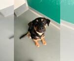 Small German Shepherd Dog Mix