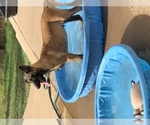 Small Photo #4 Belgian Malinois Puppy For Sale in HARKER HEIGHTS, TX, USA