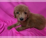Small #2 Goldendoodle
