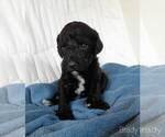 Small Photo #23 Labradoodle-Poodle (Standard) Mix Puppy For Sale in GALION, OH, USA