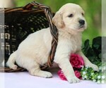 Small #6 Golden Irish
